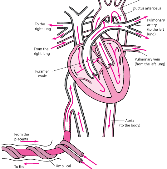 Figura-2-Primeiras-batidas